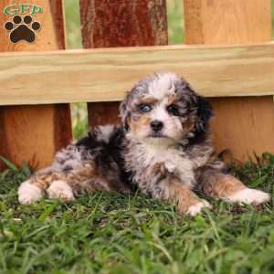 Percy, Mini Bernedoodle Puppy